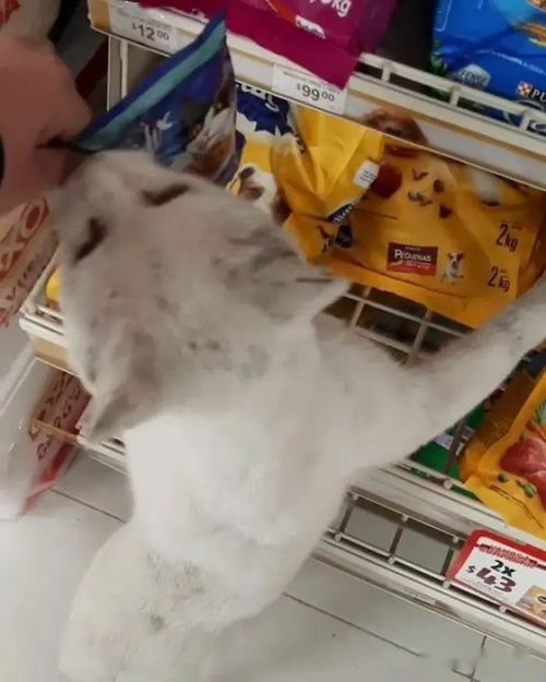 我就是轻轻摸了它几下,没想到就被缠上了 遇到碰瓷喵,只能认栽