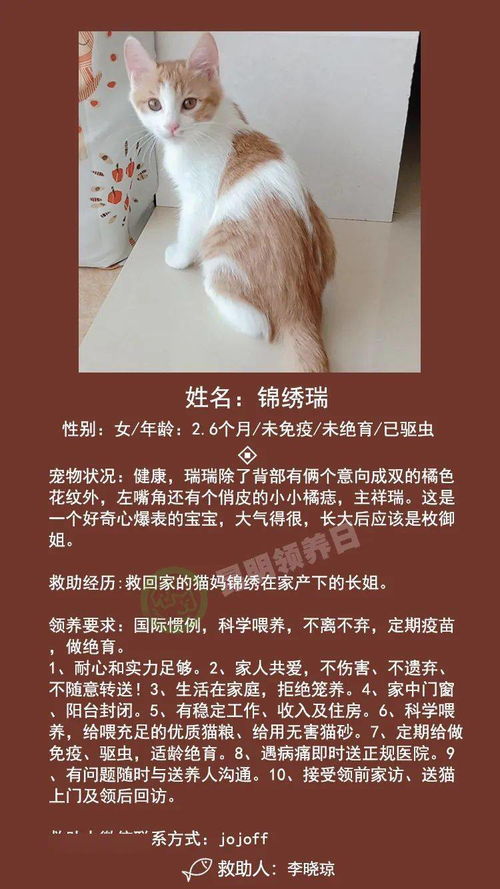 喵们可可爱爱，带回家家吧——08.07线上领养第244期