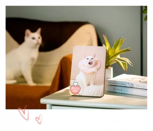 宠粉大作战启动，魔力猫盒狂欢盛典点亮陪伴初心